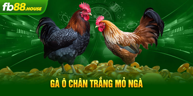 gà ô chân trắng mỏ ngà