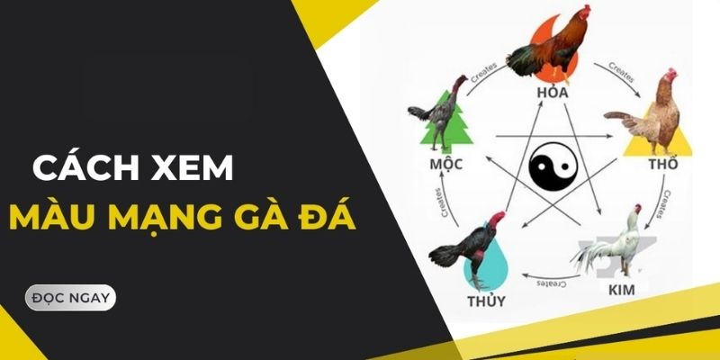 Khái niệm của màu mạng gà đá 