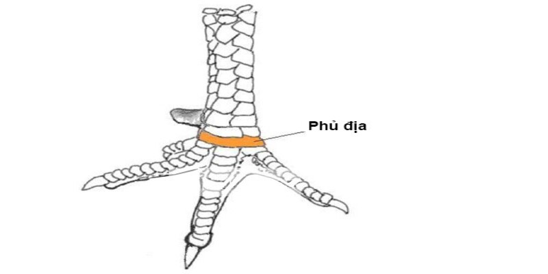 Bí kíp nhận diện gà tứ quý phủ địa 