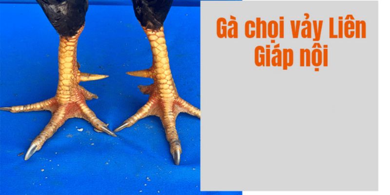 Nắm rõ thông tin về loại vảy liên giáp